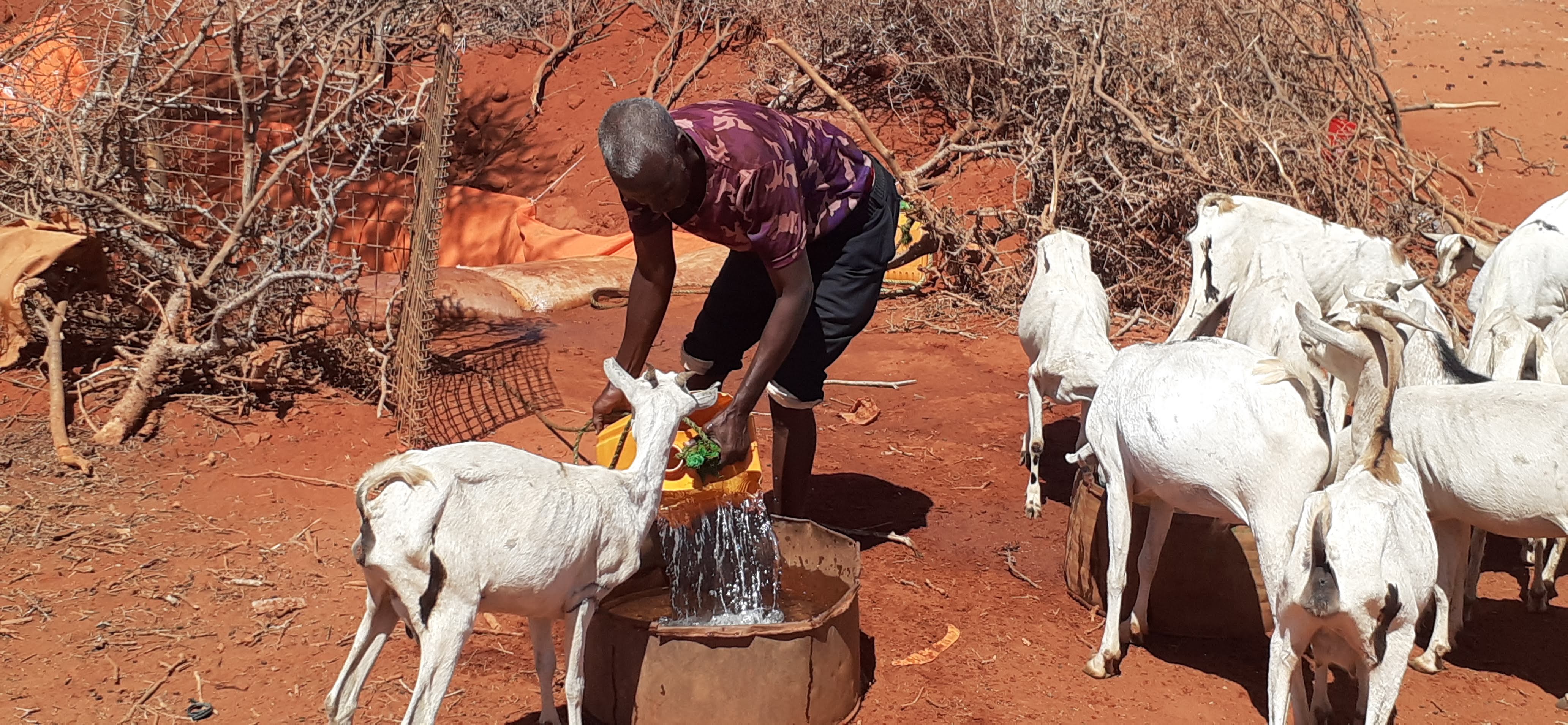 Mann schüttet Wasser in großen Eimer. Davor und daneben warten Ziegen
