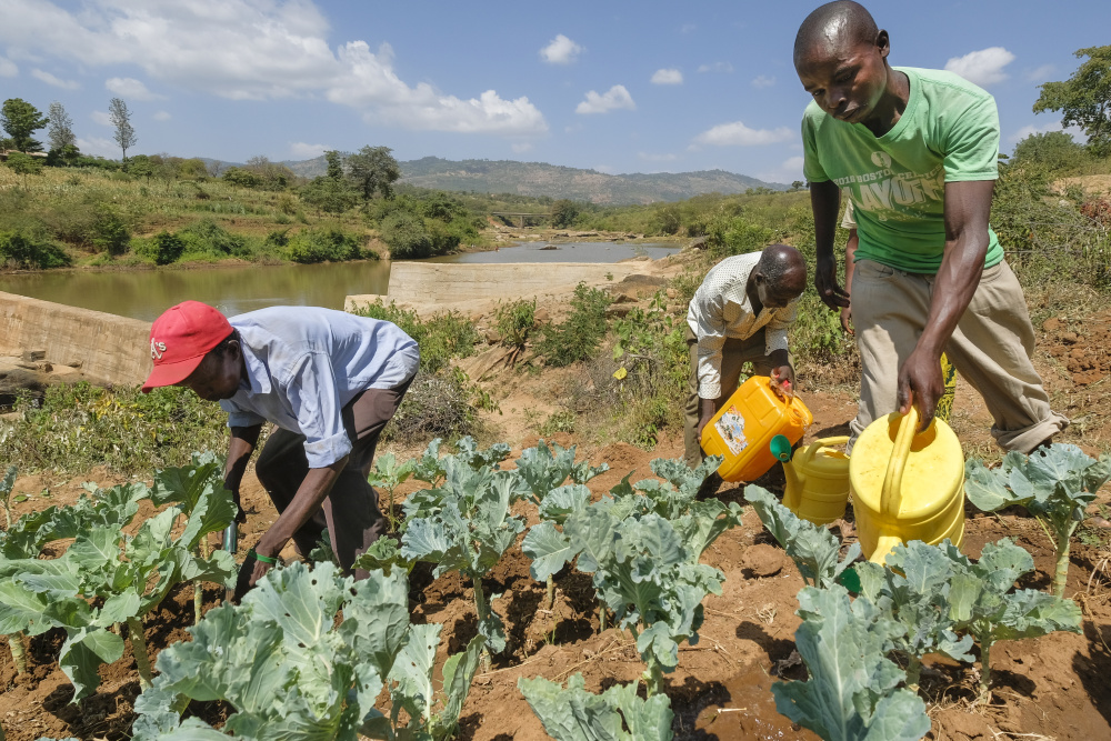 Männer bewässern Feld in Kenia