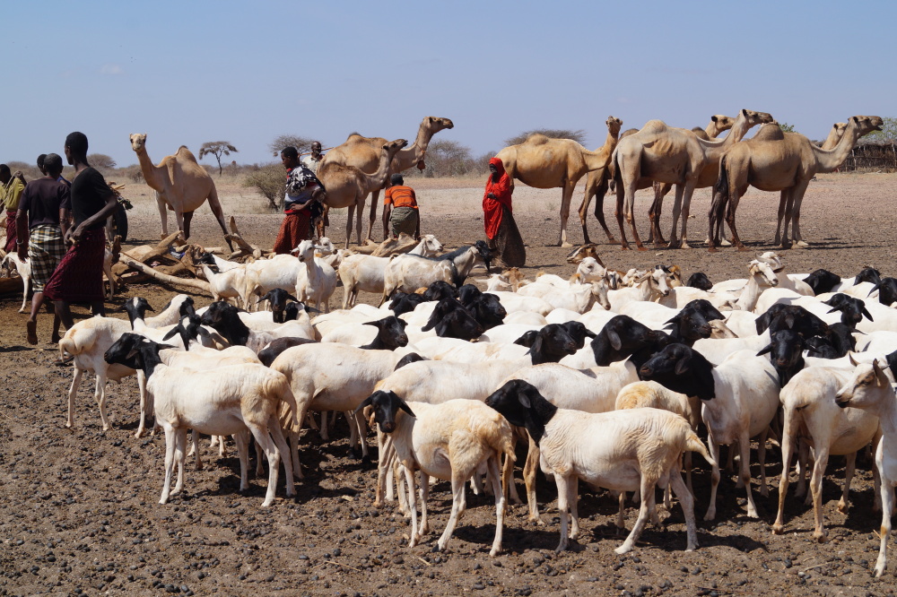 Eine kleine Herde Ziegen dahinter Kamele und Menschen