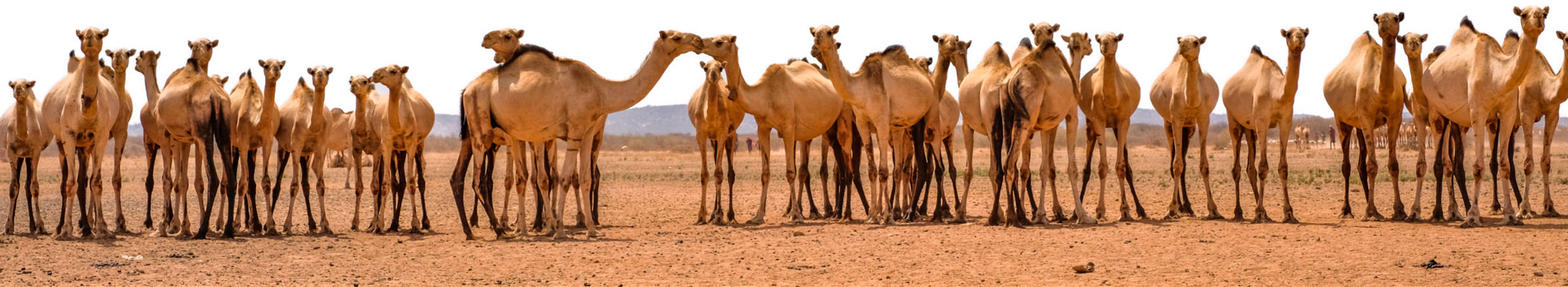 Kamele in ausgetrockneter Landschaft