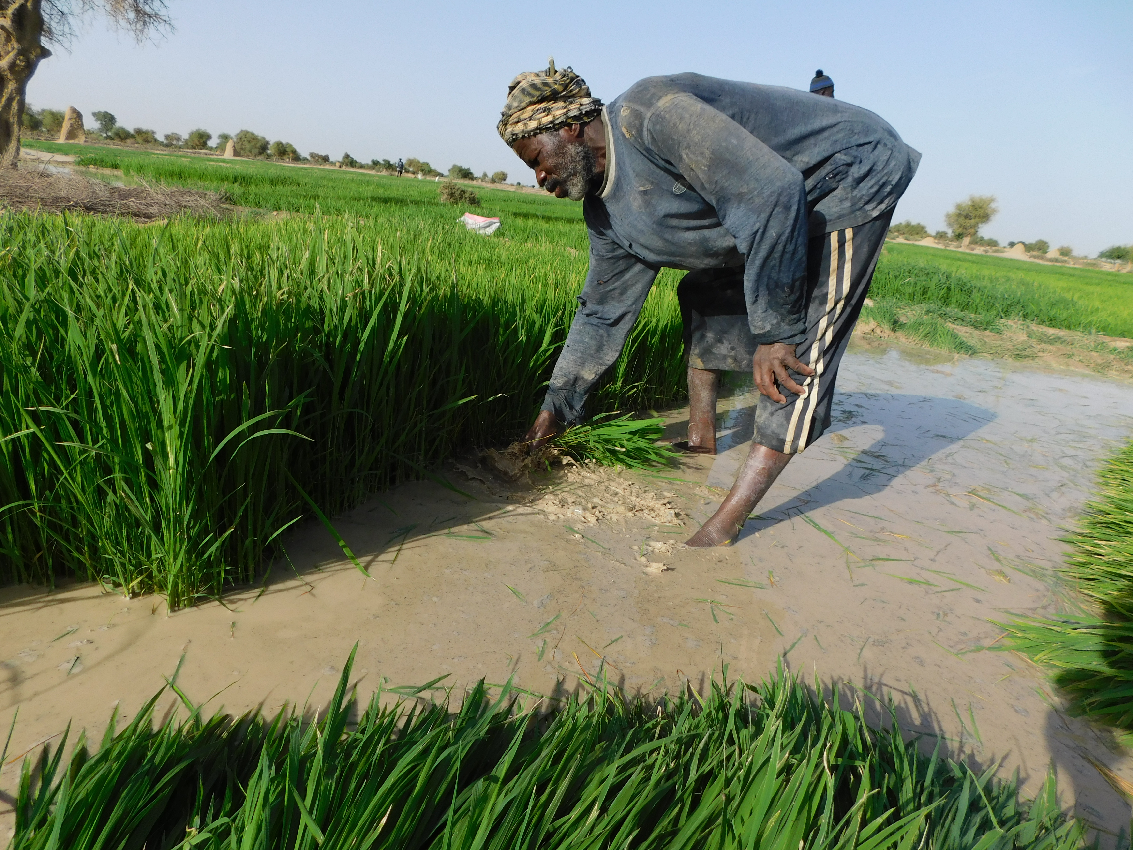 Mann steht im Reisfeld, seine Füße sind von Wasser bedeckt, die Hände greifen ein Büschel Pflanzen