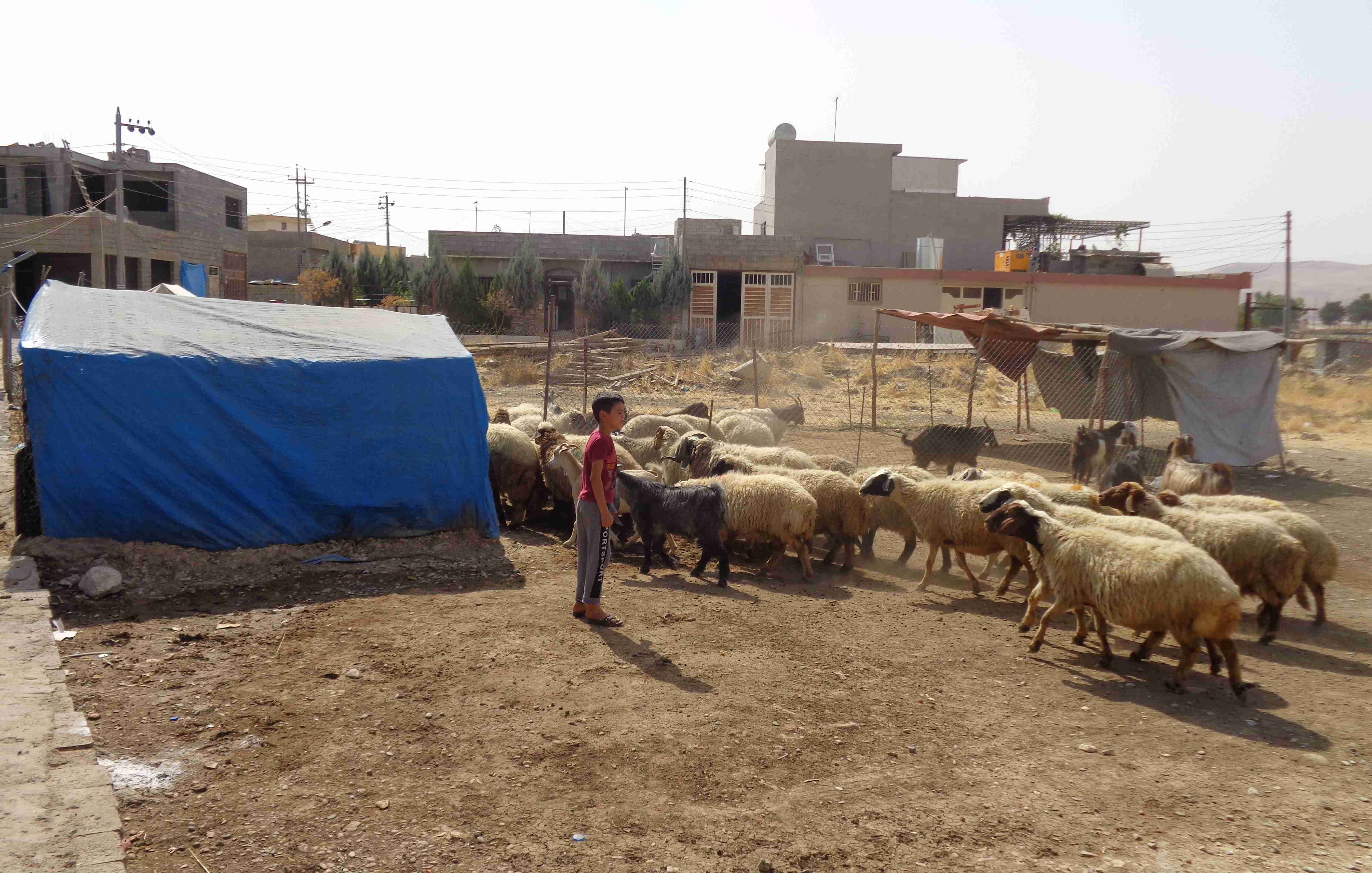 Szene aus einem Dorf, links ein blaues Zelt, im Hintergrund Gebäude, rechts ein Schulkind und ein Dutzend Schafe.