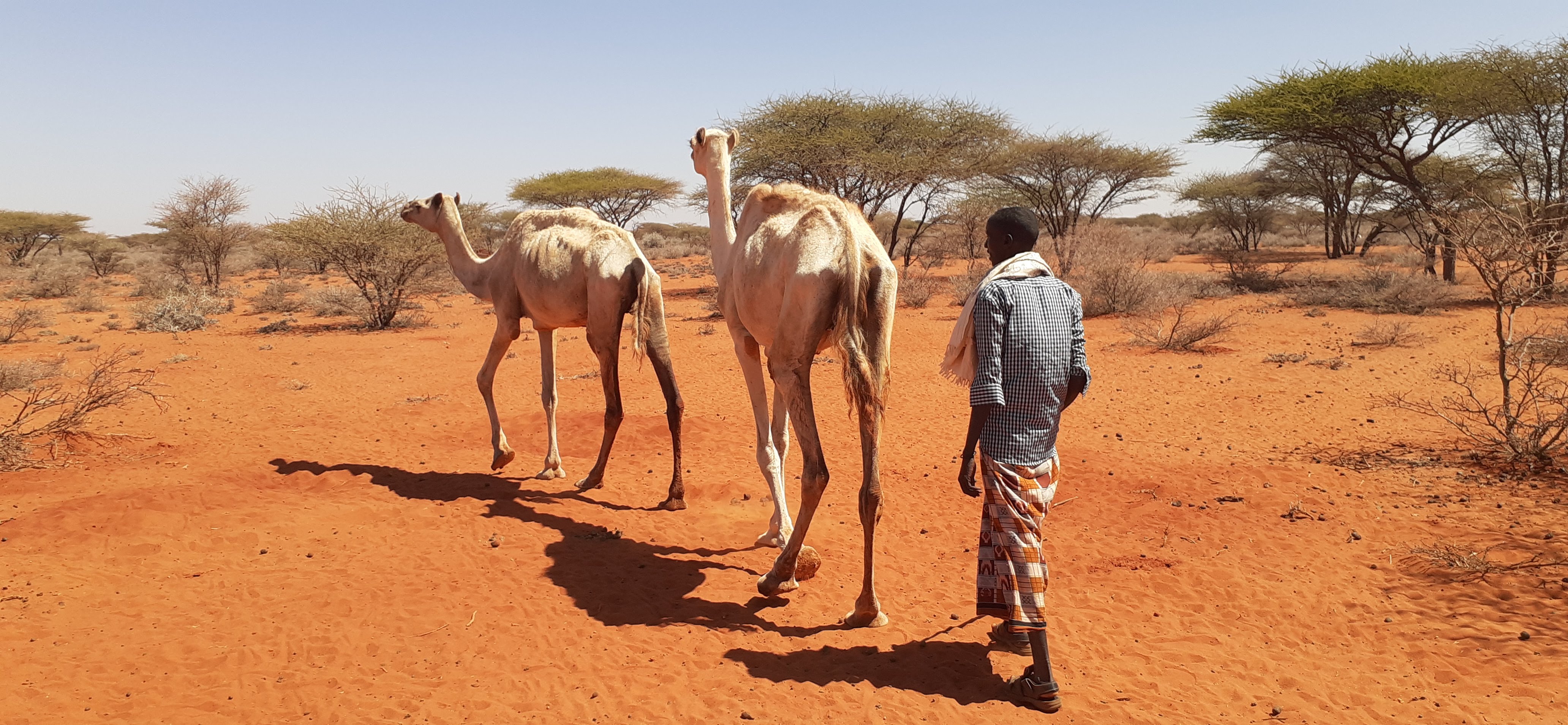 Zwei Kamele und ein Mensch im trockenen Gelände