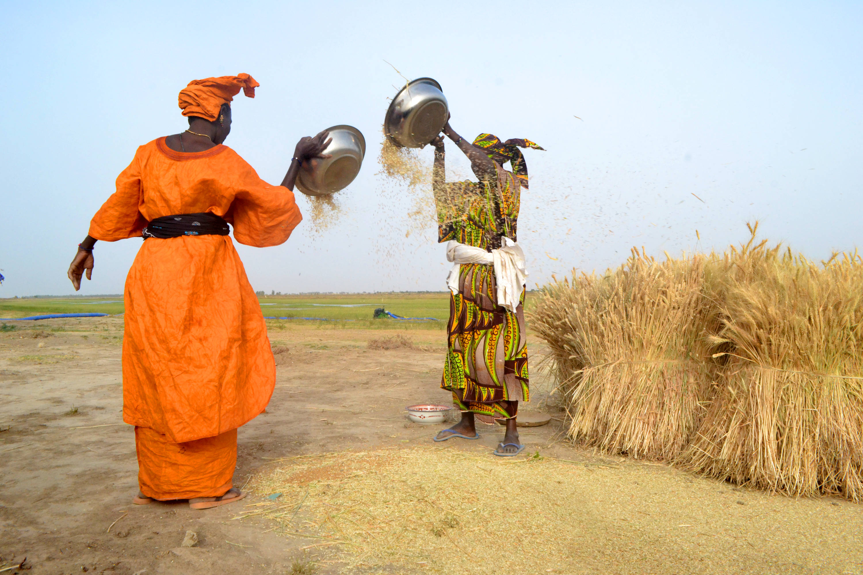 Frauen bei der Weizenernte