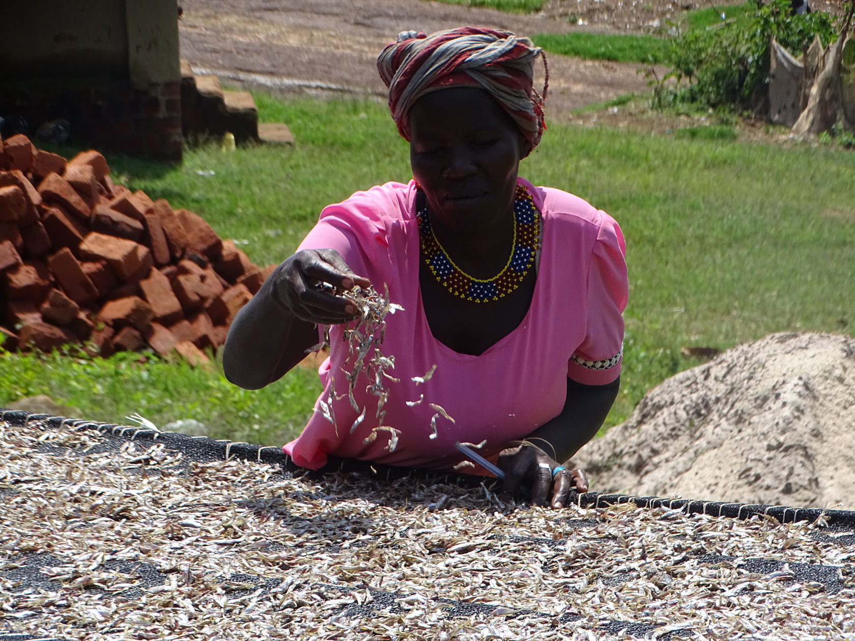 Frau steht vor einem ausgebreiteten Fischernetz und bereitet den Silberfischfang für den Verkauf vor. Viktoriasee, Uganda