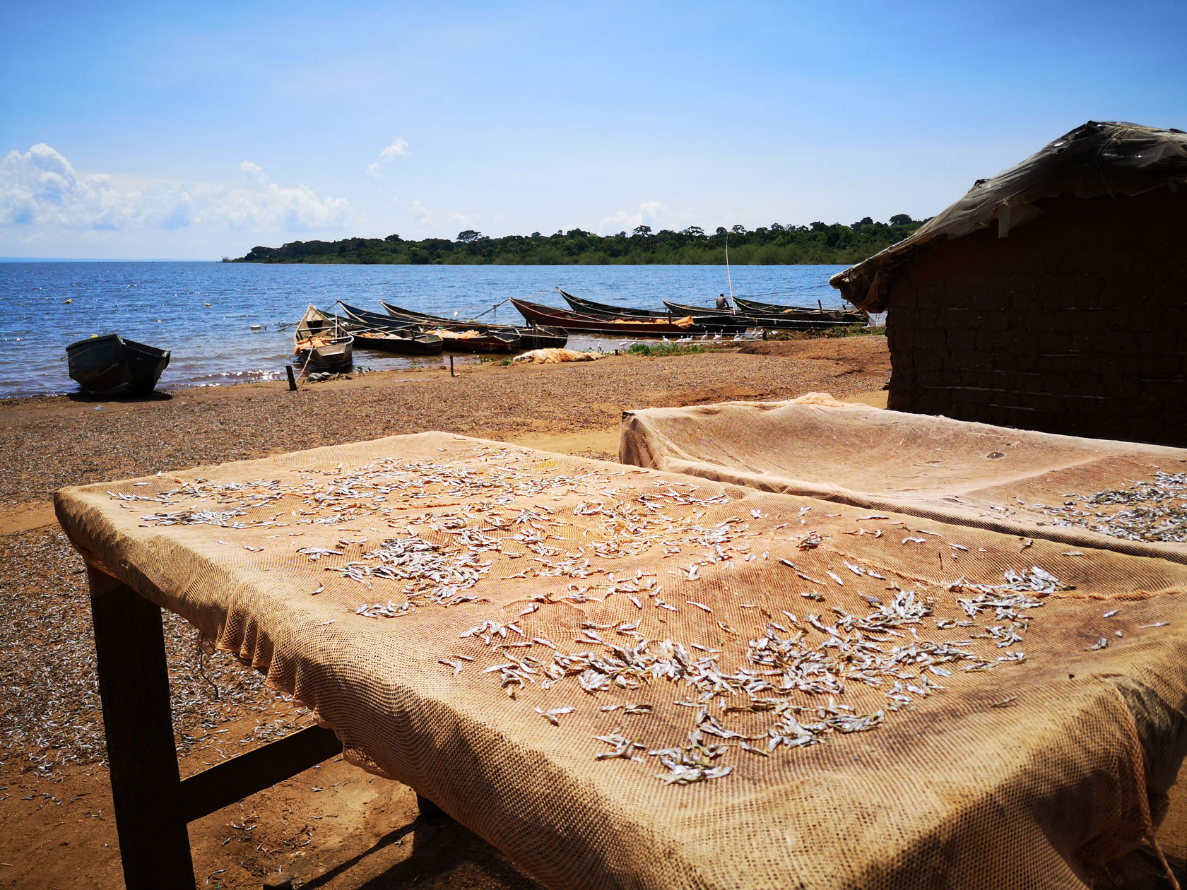 Fischernetze am Ufer des Viktoriesees in Uganda, Afrika. Silberfische im Netz.