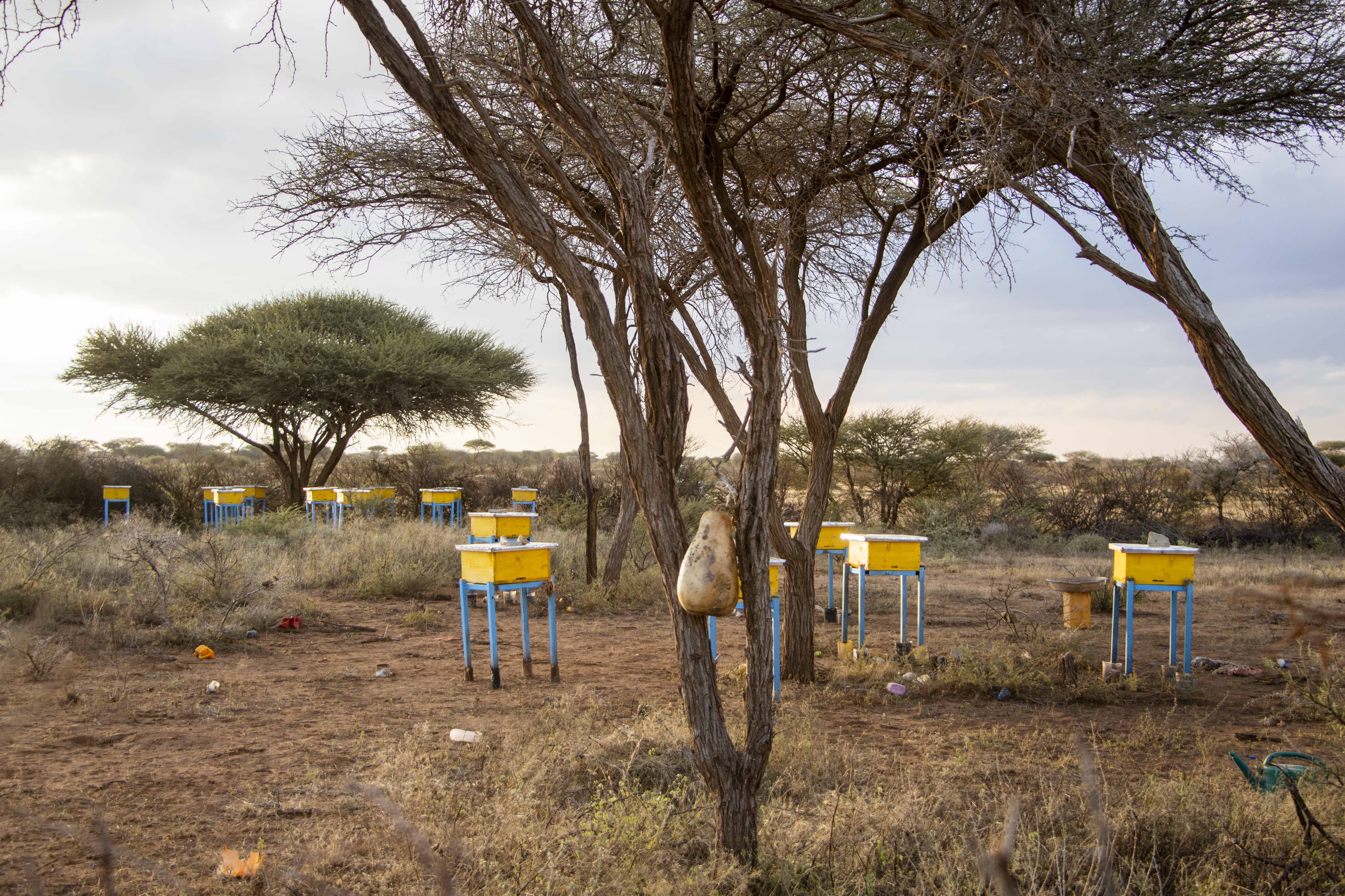 Landschaftsbild mit vier Bäumen sowie einigen gelben hüfthohen Holzkästen auf blauen Beinen Dann geht es zu den Bienenstöcken.