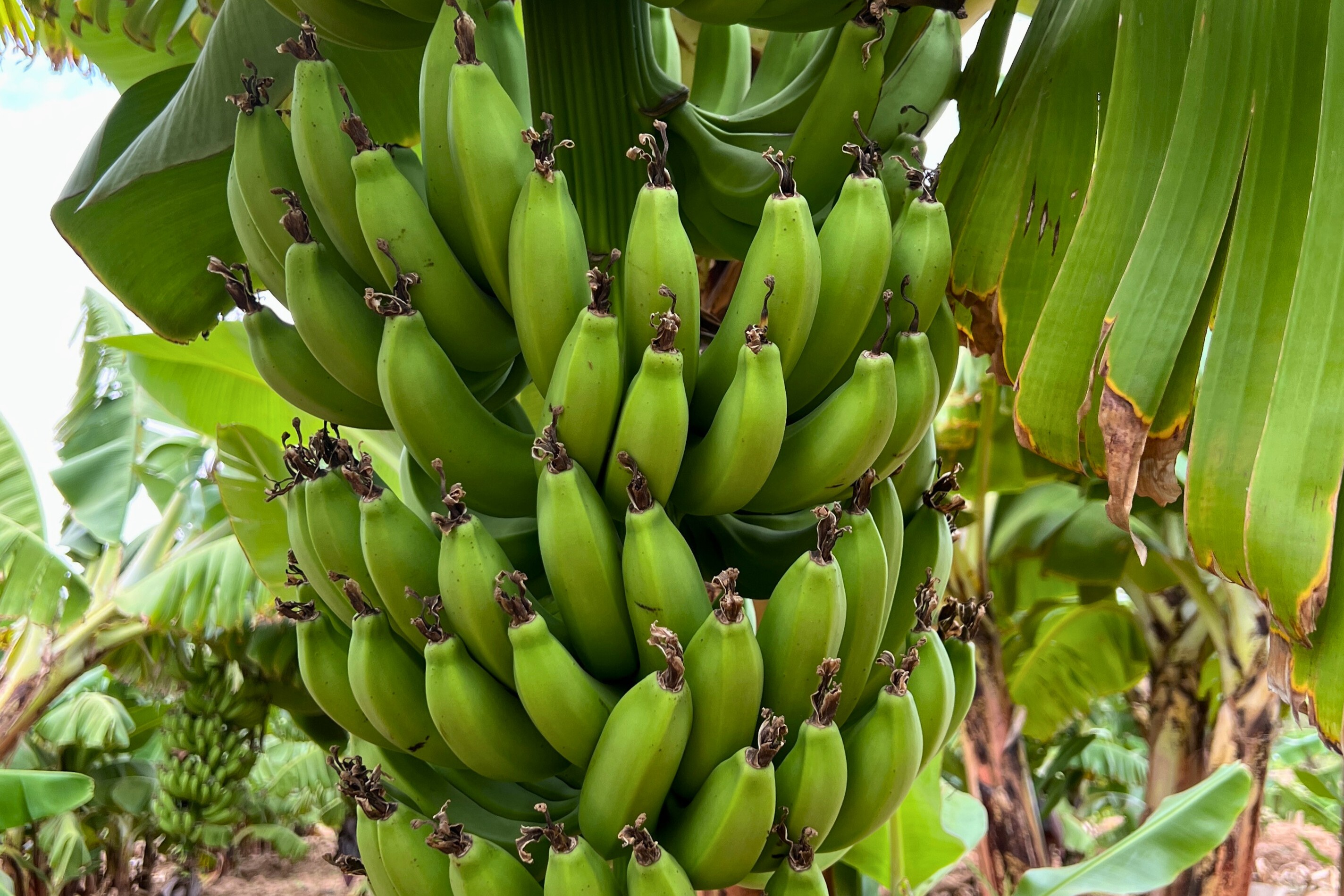 Eine unreife, noch grüne Bananenstaude, die an der Pflanze hängt.