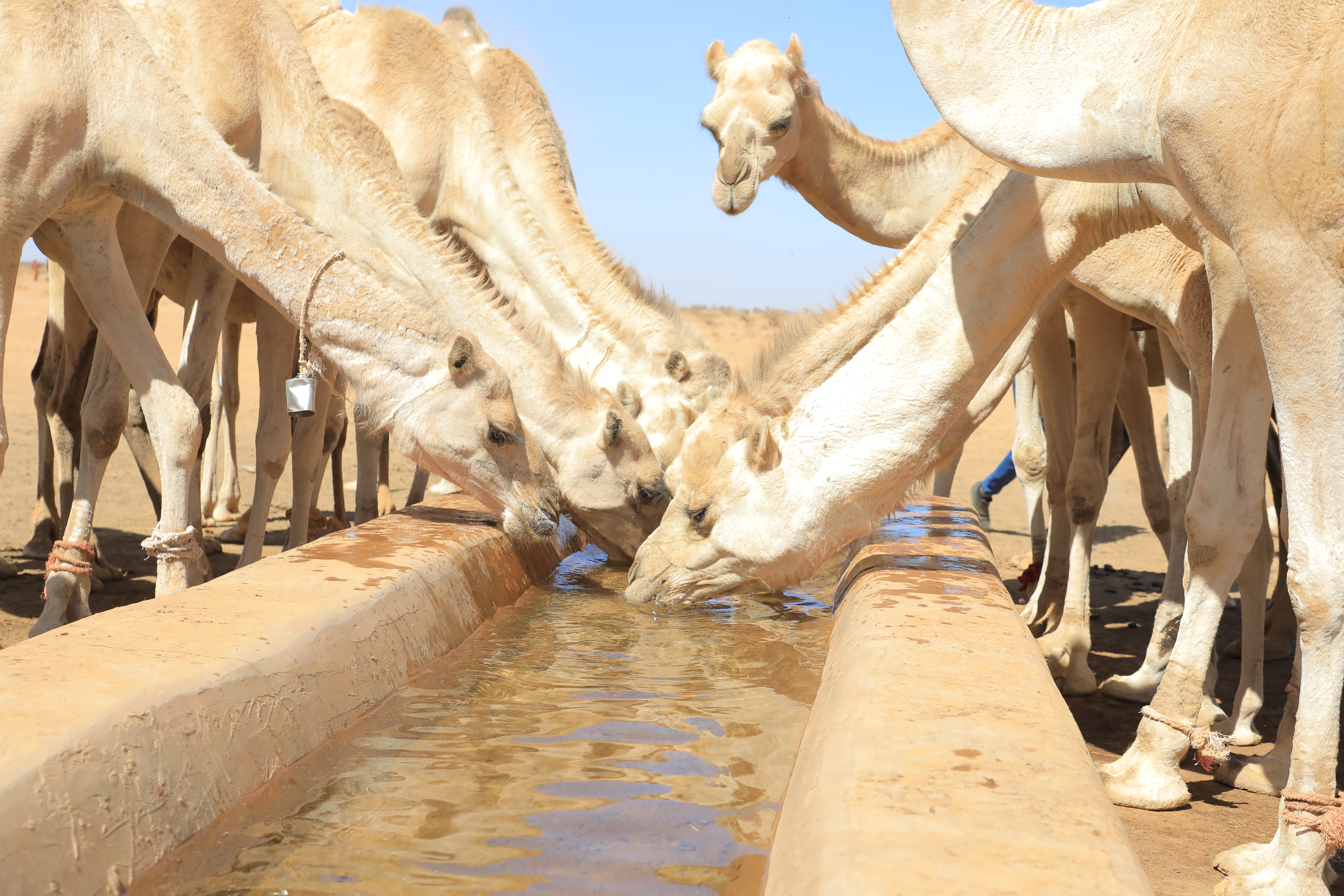 Kamele an einer Wassertränke