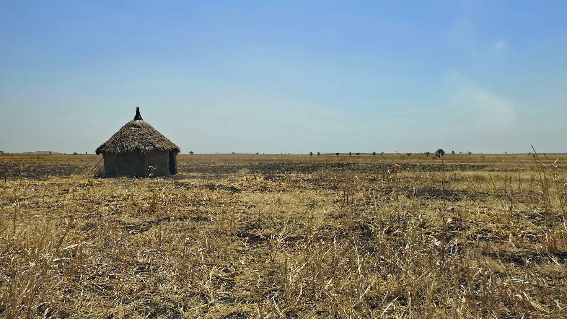 arid grasses and flat plants in the foreground, a small straw-roofed building on the left, blue sky and a wide horizon