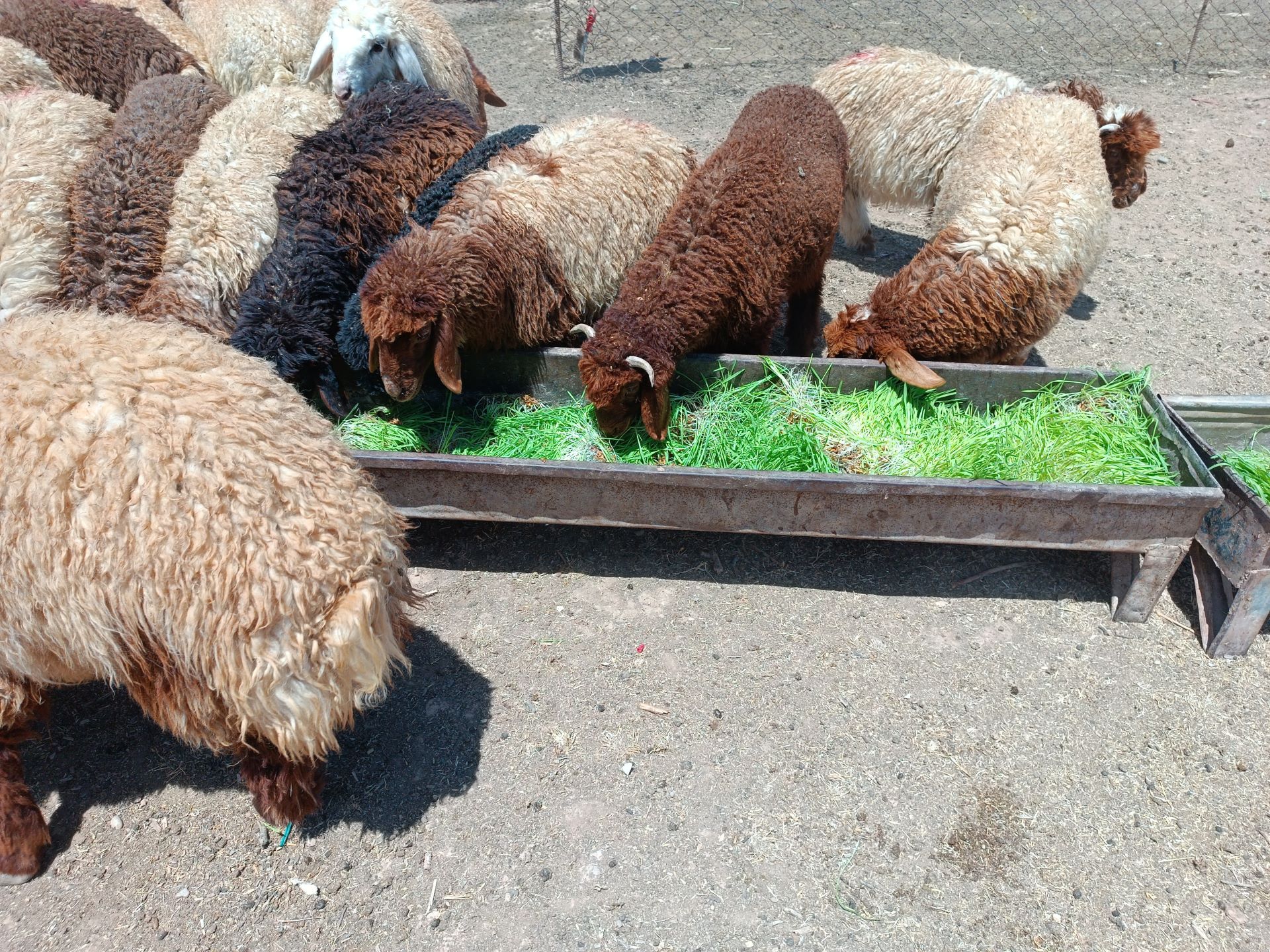 Das Bild zeigt mehrere Schafe, die an einem Futtertrog stehen, der mit hydroponisch angebautem Tierfutter gefüllt ist.