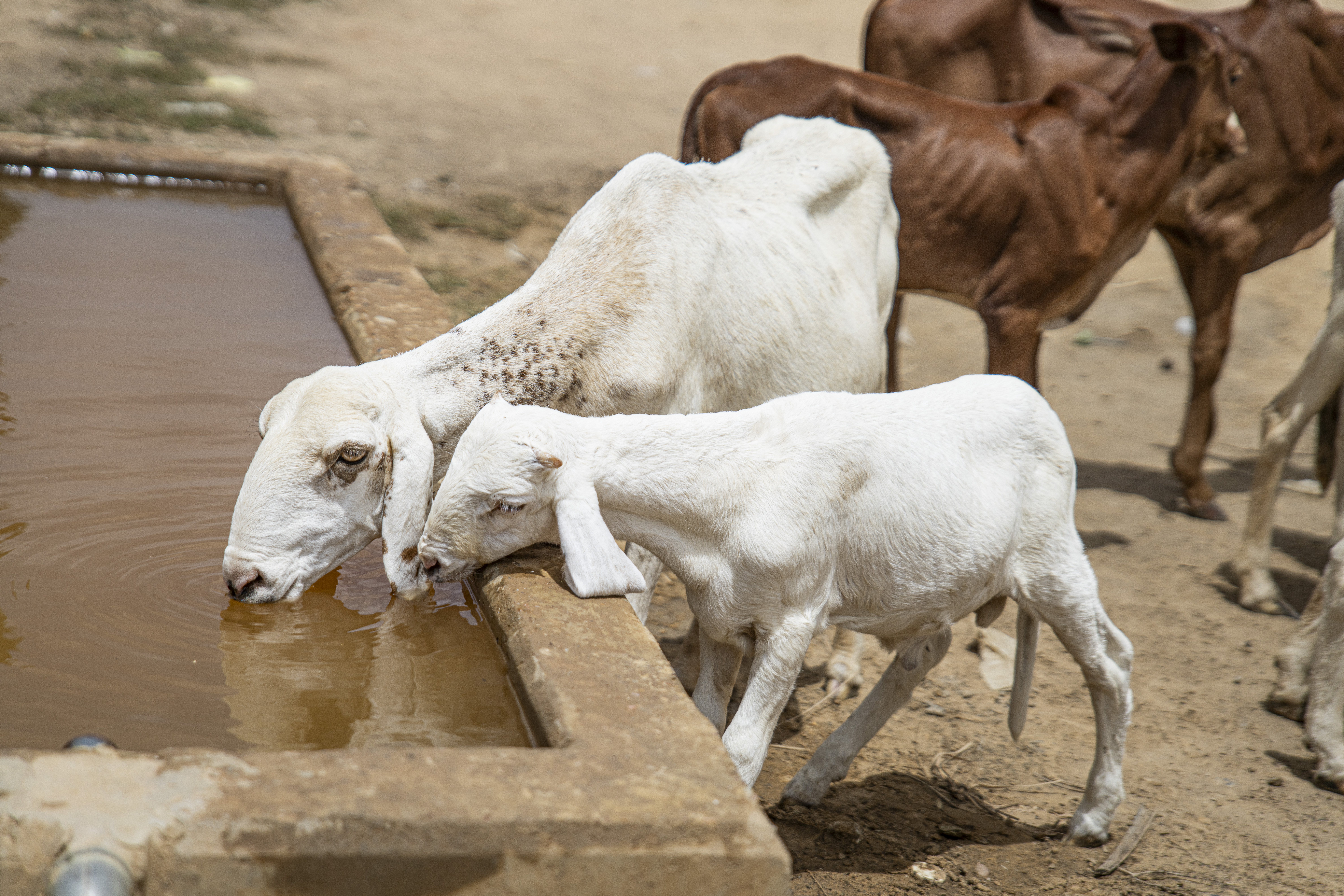 Zwei weiße Ziegen, eine davon ein Jungtier, stehen an einer Wassertränke.