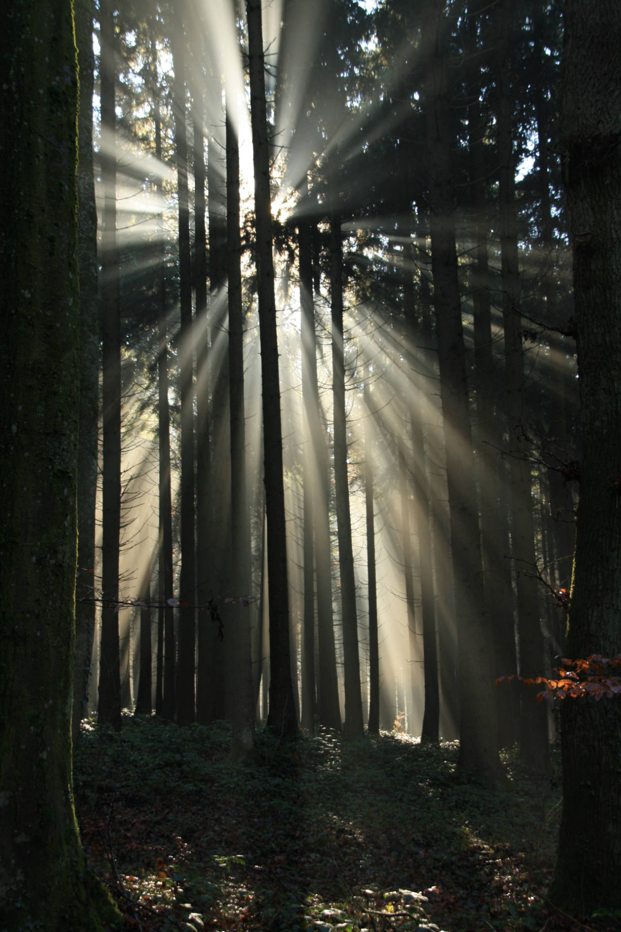 Symbolbild Trauer - Sonnenlicht bricht durch dicht stehende Bäume