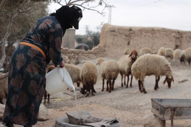 Eine Person versorgt ihre Schafherde mit frischem Wasser